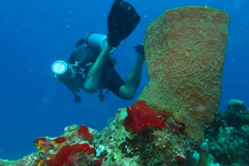 Scuba Diving with Buceo Pedernales