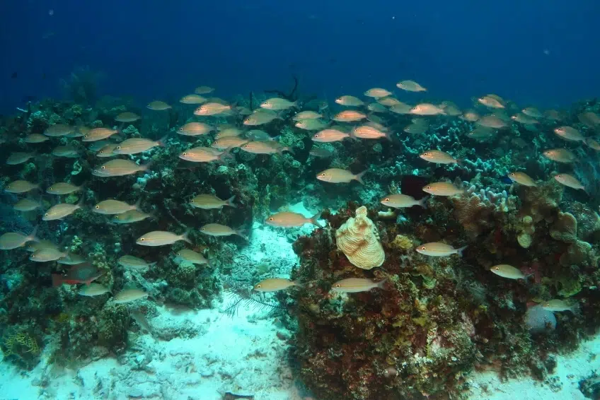 Large school of fish swimming over coral reef