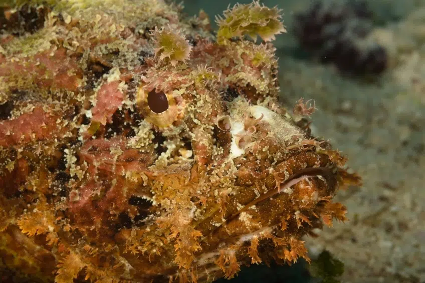 Camouflaged scorpionfish on ocean floor