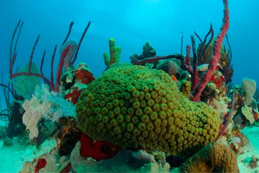 Vibrant coral reef with sponges and sea fans underwater with Buceo Pedernales