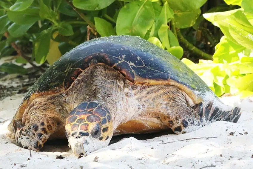 Large hawksbill sea turtle resting on white sand beach