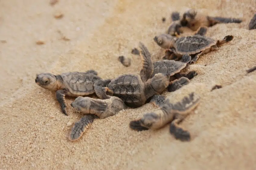 Sea turtle hatchlings scrambling out of nest across sandy beach