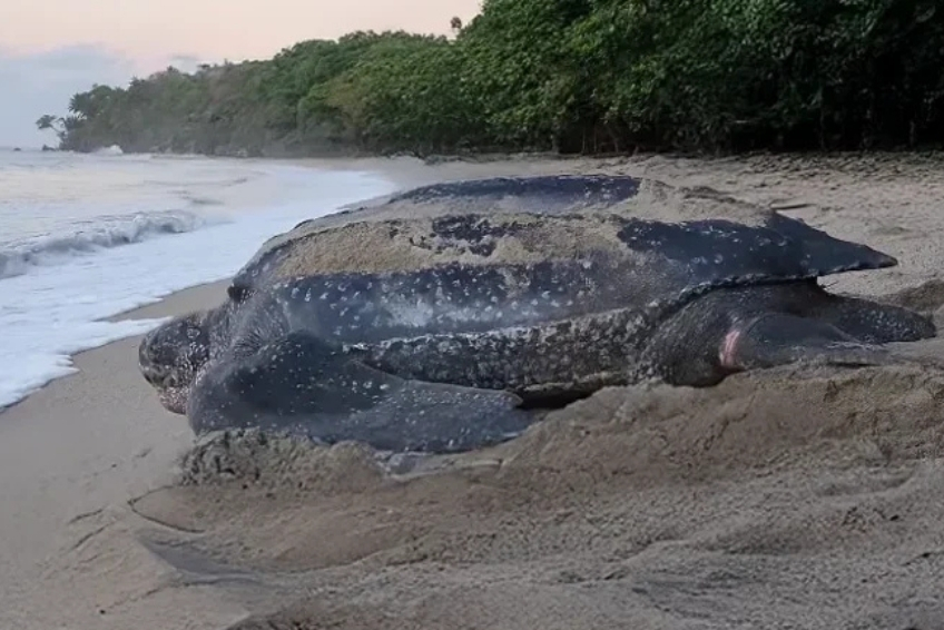 Laguna de Oviedo Visitors Guide - Things To Do