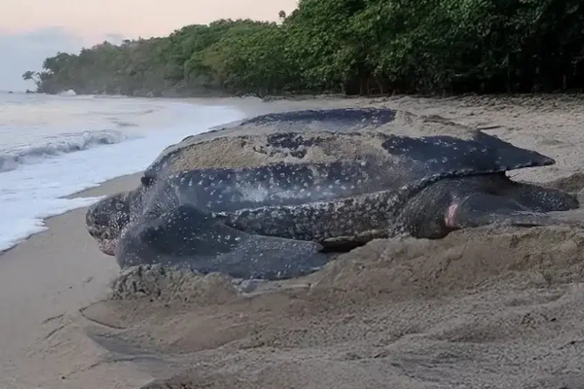 Large leatherback sea turtle nesting on beach at dusk