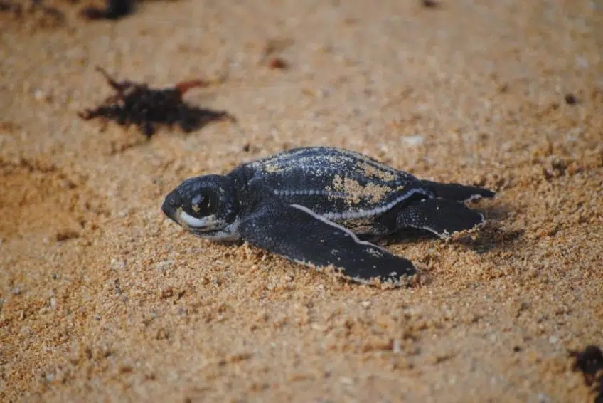 Leatherback sea turtle hatchling crossing sandy beach