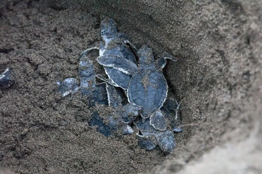 Sea turtle hatchlings emerging from nest in sand