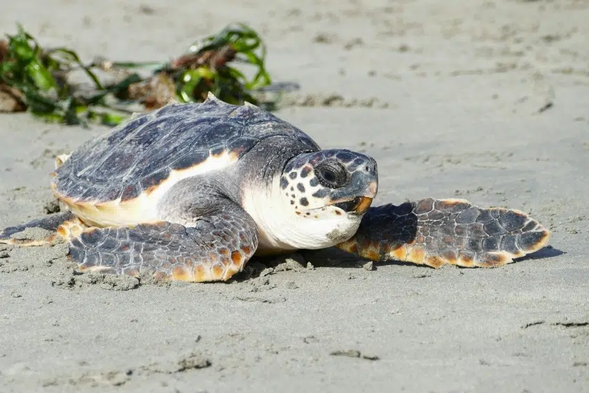 Large sea turtle resting on sandy beach