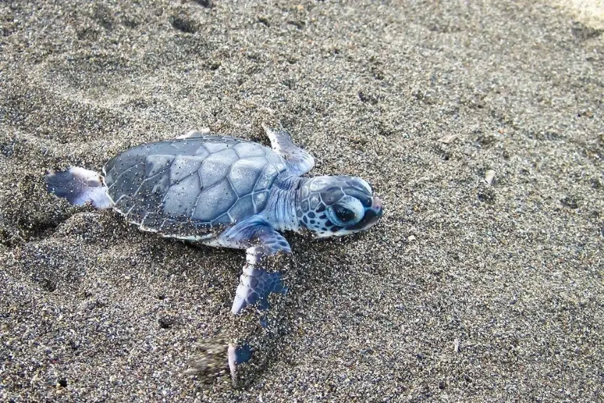 Tiny sea turtle hatchling crawling across sand beach