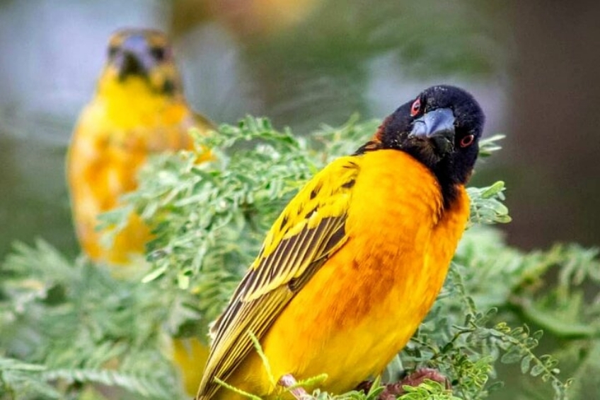 Pedernales Visitors Guide