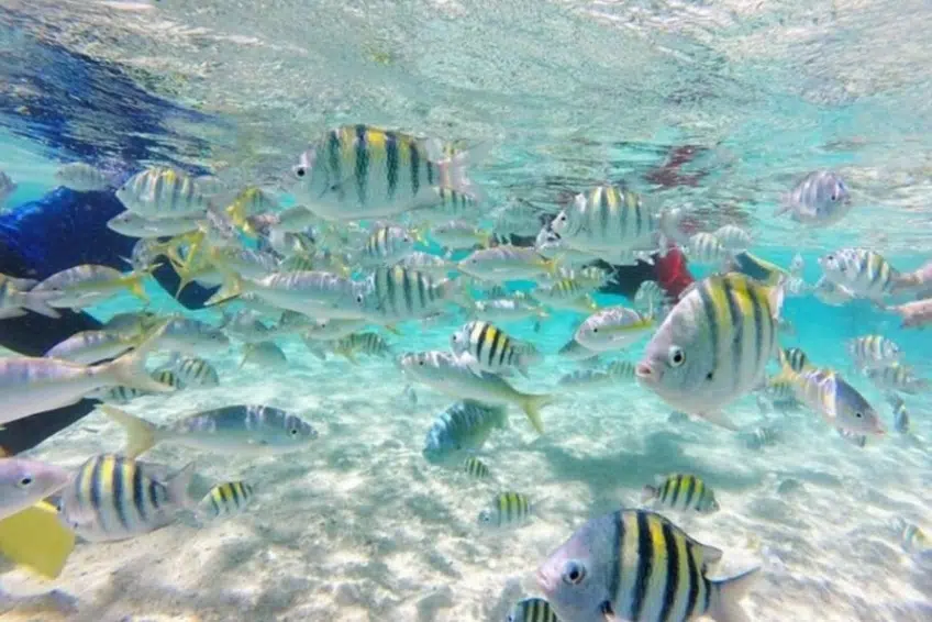 School of sergeant major fish swimming in clear shallow water with snorkelers