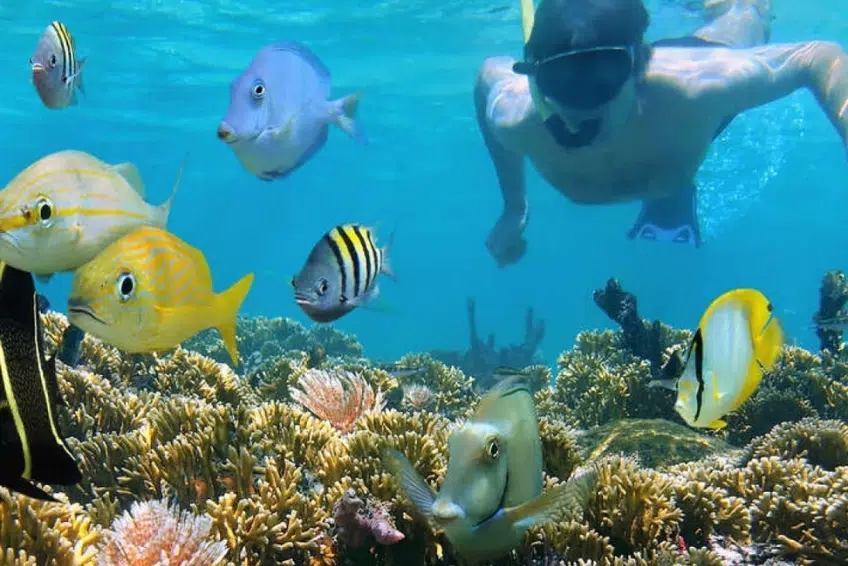 Snorkeler surrounded by colorful tropical fish over coral reef