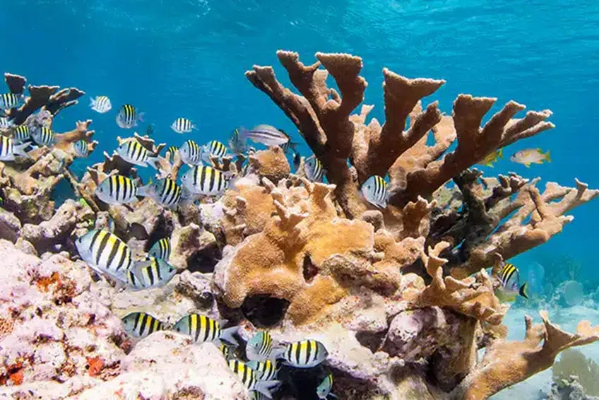 A school of fish in front of some elk horn coral below Bahia de las Aguilas