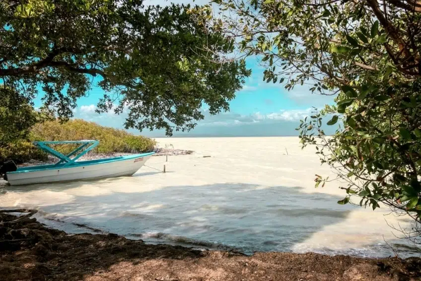 Boat framed by mangrove trees on Laguna de Oviedo shoreline
