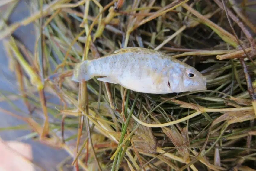 Oviedo pupfish resting on aquatic vegetation