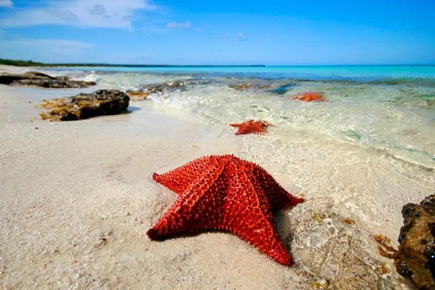 Starfish on Bahia de las Aguilas