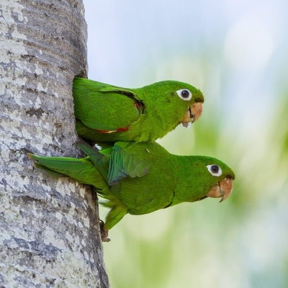 Hoyo de Pelempito Visitors Guide