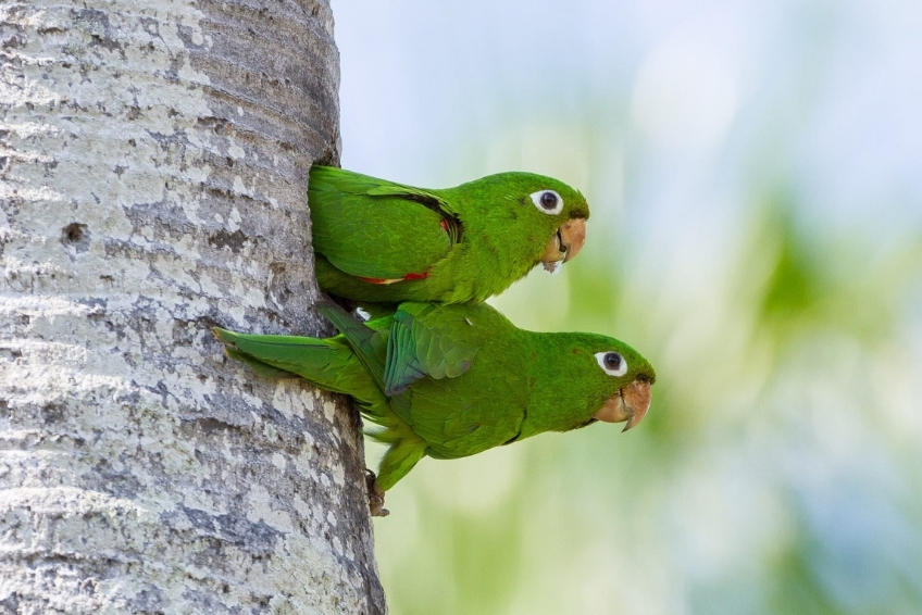 Hoyo de Pelempito Visitors Guide