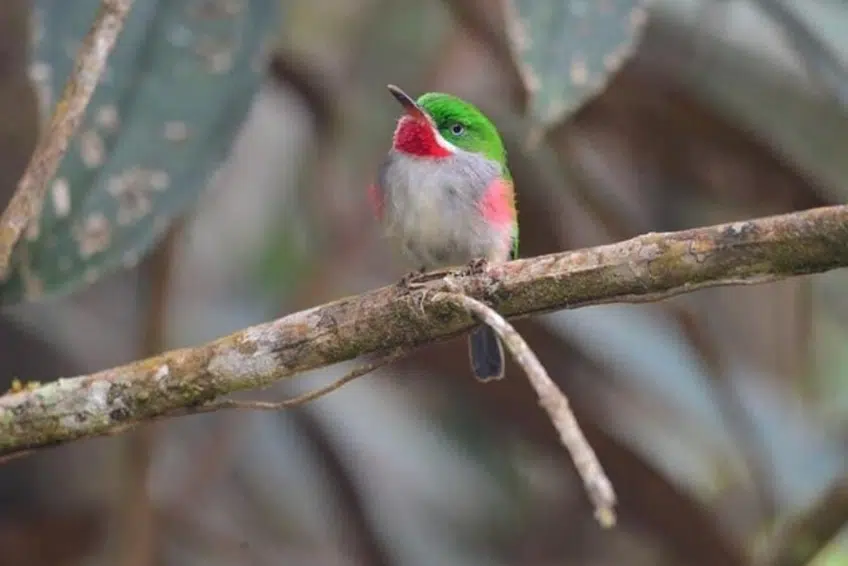 Narrow-billed Tody perched on a branch