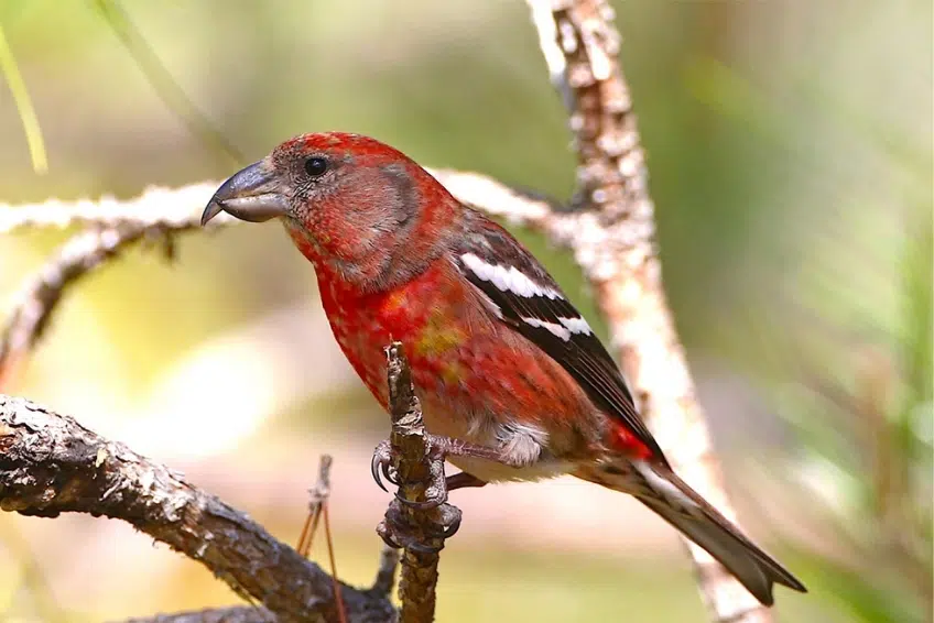 Hispaniolan Crossbill perched on a pine branch in Hoyo de Pelempito