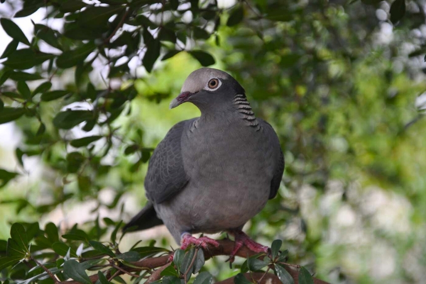 Things To Do At Hoyo de Pelempito - Birding
