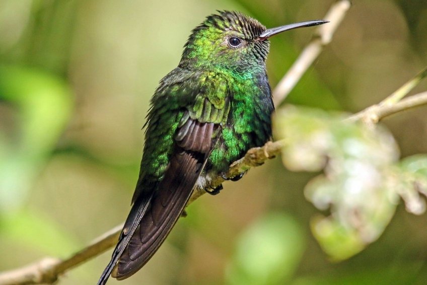 Things To Do At Hoyo de Pelempito - Birding