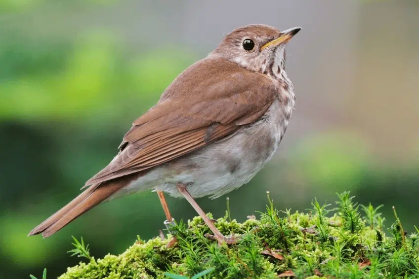 Hermit Thrush perched in Sierra de Bahoruco