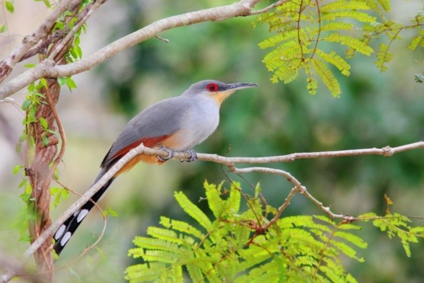 Things To Do in Sierra de Bahoruco - Birding at the Premier Caribbean Birding Site