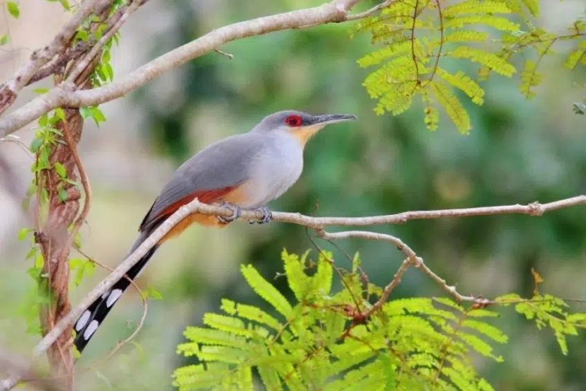 Hispaniolan Lizard-Cuckoo perched on a branch in Sierra de Bahoruco