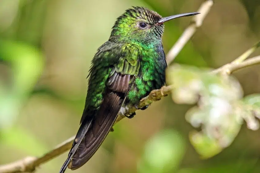 Hispaniolan Emerald hummingbird perched on a branch in Sierra de Bahoruco