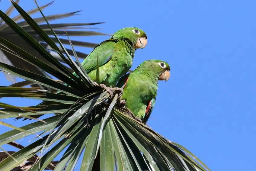 Green parrots in Sierra de Bahoruco