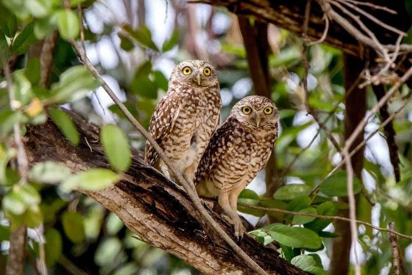 Burrowing owls perched together in Sierra de Bahoruco
