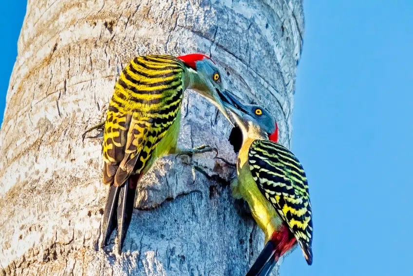 Hispaniolan woodpeckers at nest cavity in palm tree in Sierra de Bahoruco