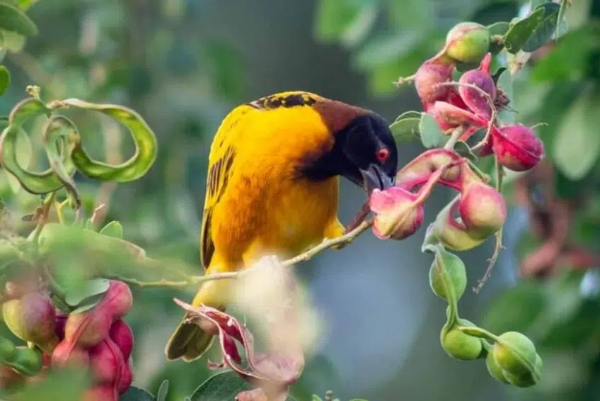 Village Weaver feeding on pink flower buds