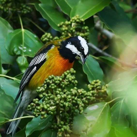 Sierra de Bahoruco National Park Visitors Guide Sierra de Bahoruco National Park Visitors Guide