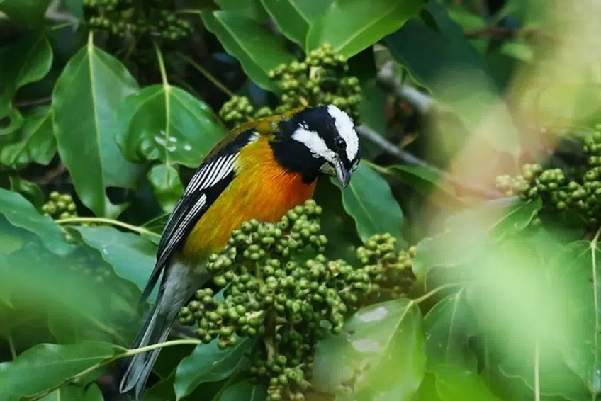 Sierra de Bahoruco National Park Visitors Guide Hispaniolan Spindalis in Sierra de Bahoruco National Park