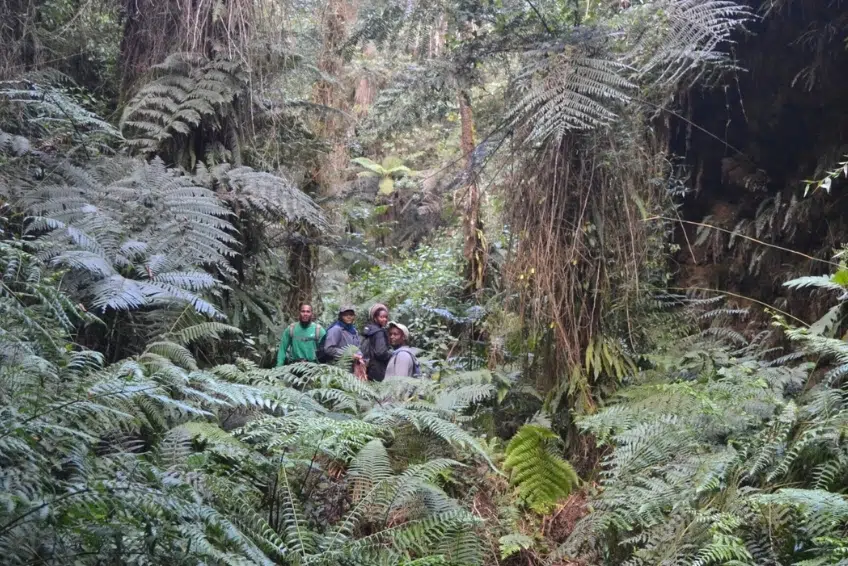 Hikers surrounded by giant ferns in cloud forest of Sierra de Bahoruco