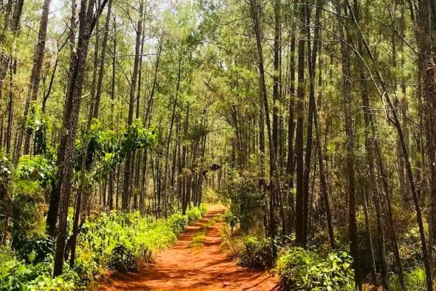 Sunlit red dirt path through forest in Sierra de Bahoruco