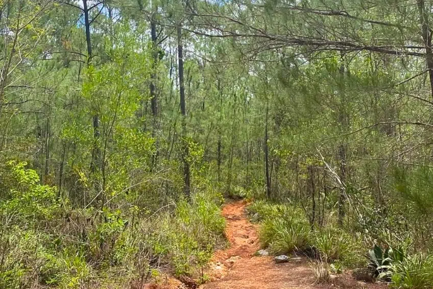 Narrow red dirt hiking trail winding through Sierra de Bahoruco