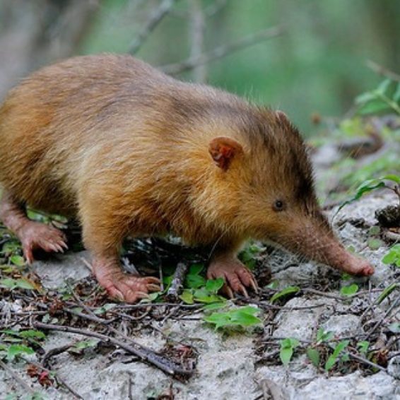 Hispaniolan solenodon