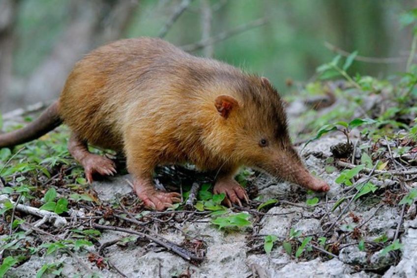 Hispaniolan solenodon