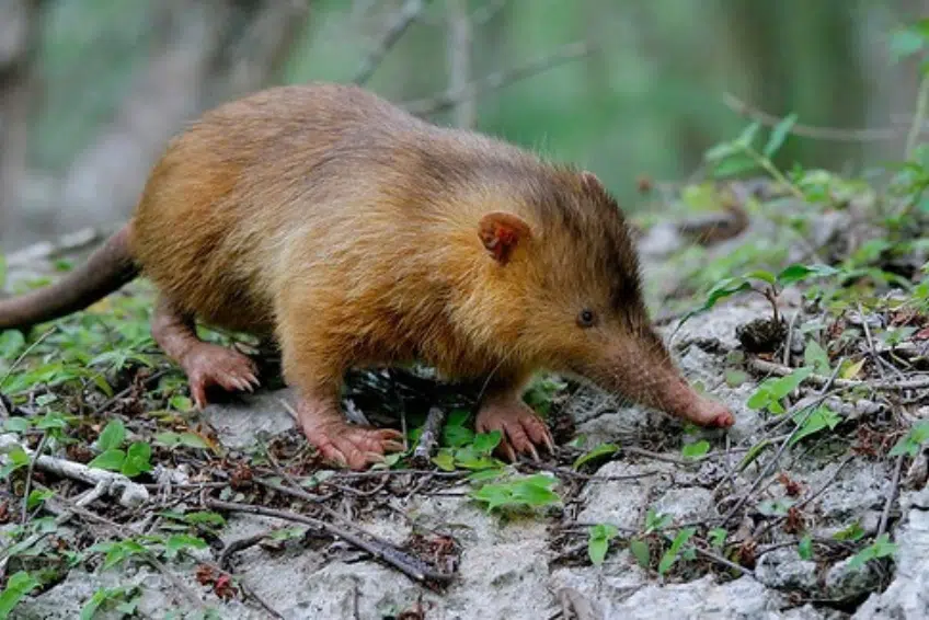 Hispaniolan solenodon foraging