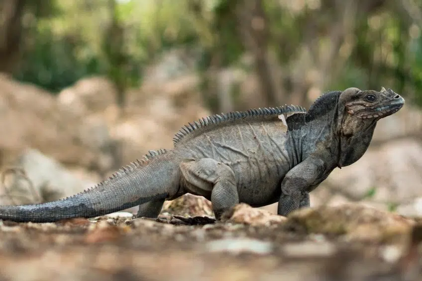 Rhinoceros iguanas in Hoyo de Pelempito