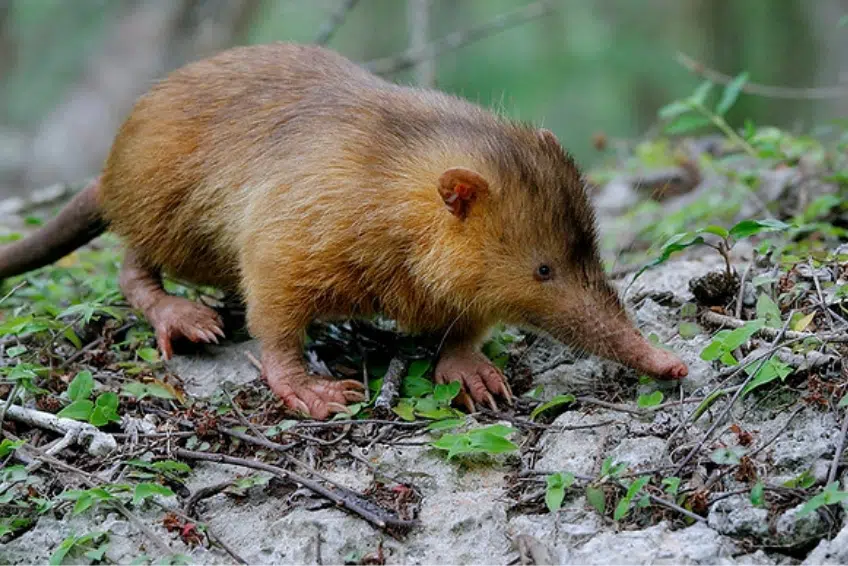 Hispaniolan hutia foraging on rocky forest floor in Hoyo de Pelempito