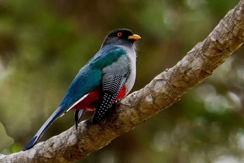 Colorful trogon bird perched on tree branch in Hoyo de Pelempito