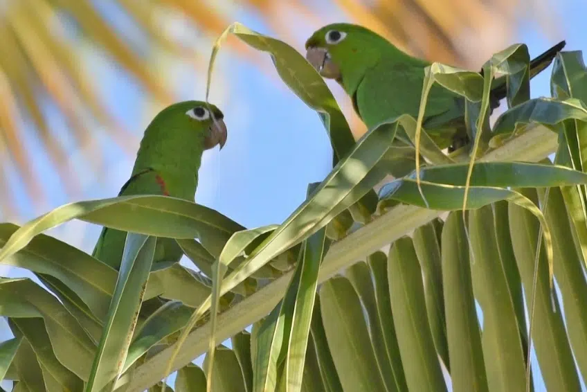 Green parrots perched in tropical palm leaves in Hoyo de Pelempito