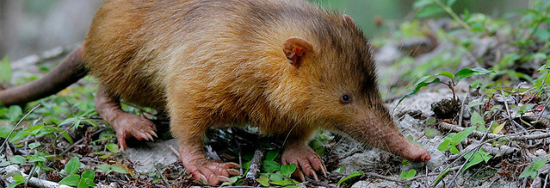 Hoyo de Pelempito Visitors Guide