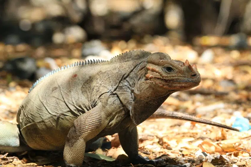 Jaragua National Park Things To Do - Isla Beata