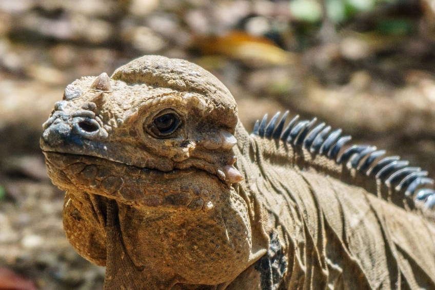 Jaragua National Park Things To Do - Isla Beata