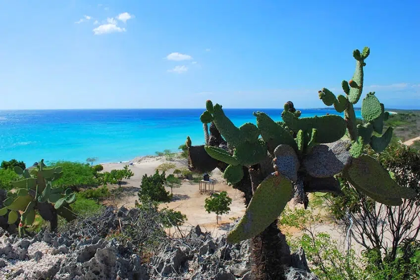 Cactus overlooking sandy beach and turquoise sea in Jaragua National Park