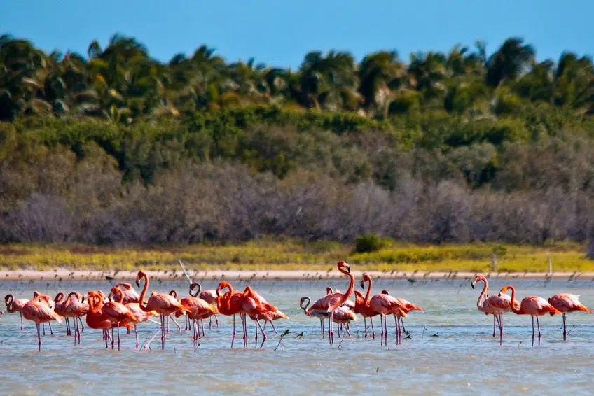 Flock of American Flamingos wading in Jaragua National Park lagoon
